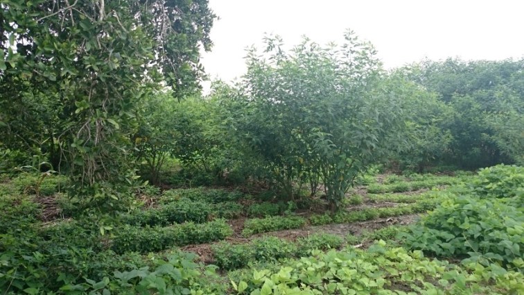 AF in Mbuuta_Lutende_Zambia